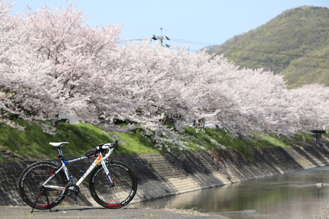 サイクリング】ロードバイクで井原堤の桜を目指す（岡山県井原市 